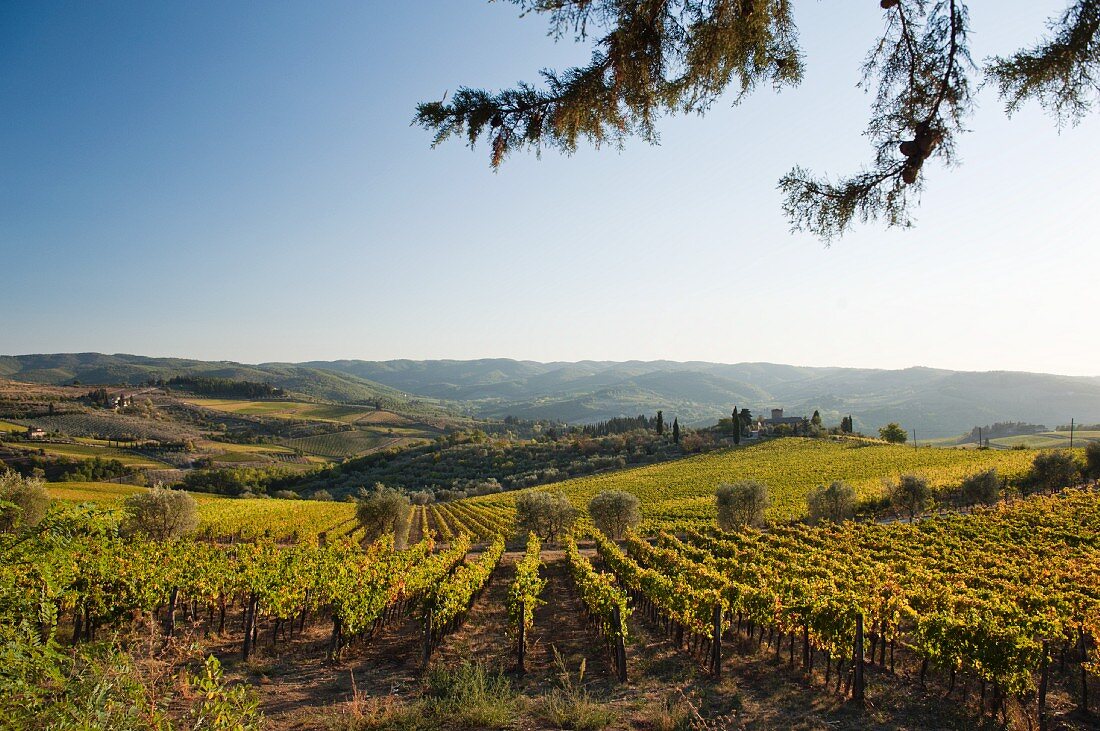 Die Toplagen südlich von Panzano, mit dem Castello di Rampolla