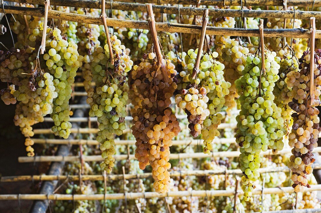 Trebbiano und Malvasia Trauben (zur Herstellung von Vin santo zum Eintrocknen aufgehängt)