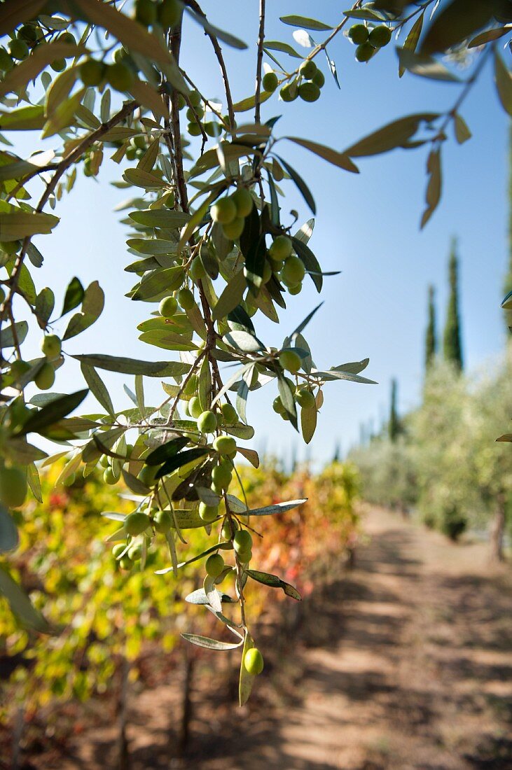 Zweig mit Oliven vor herbstlichem Rebberg (Toskana)
