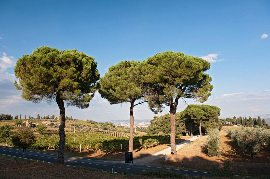 Grosse Schirmpinien markieren die Einfahrt zum Weingut Biondi-Santi