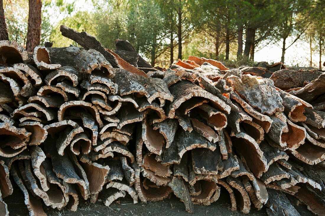 Frisch geschälte Korkrinde, Stapel im Wald