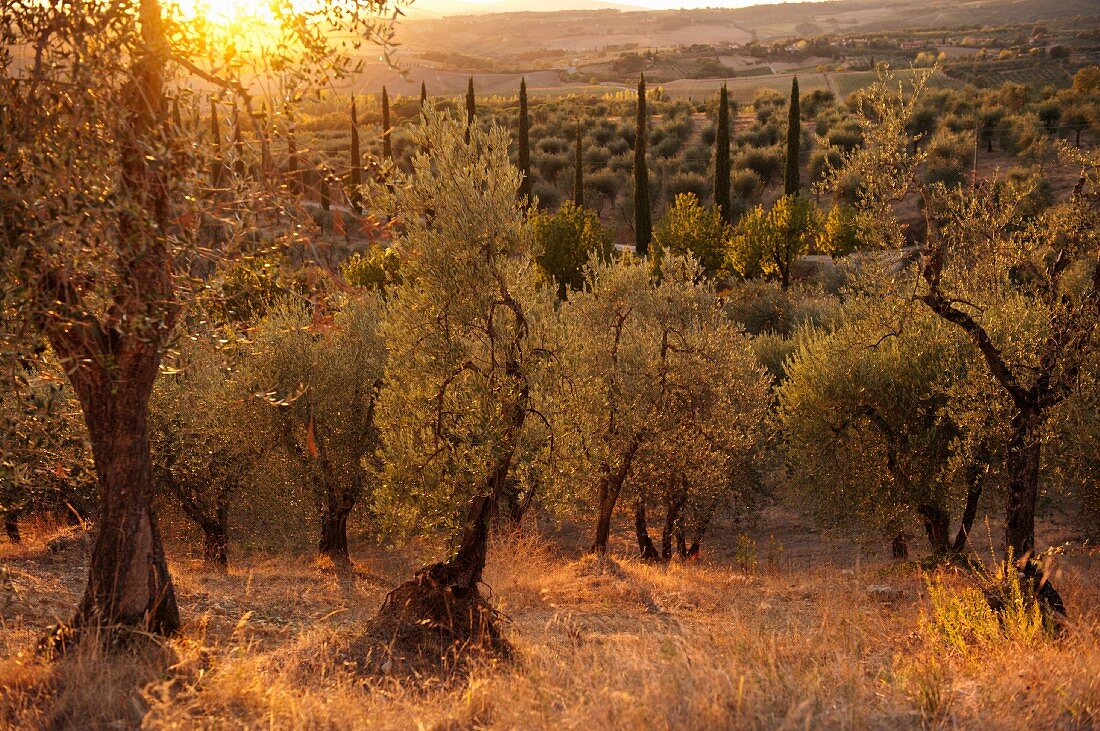 Old olive trees and cypress trees by sunset in Chianti Classico