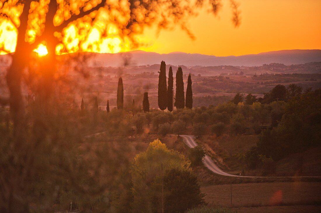 Cypress tress in the Pacina winery by sunset in Chianti Classico