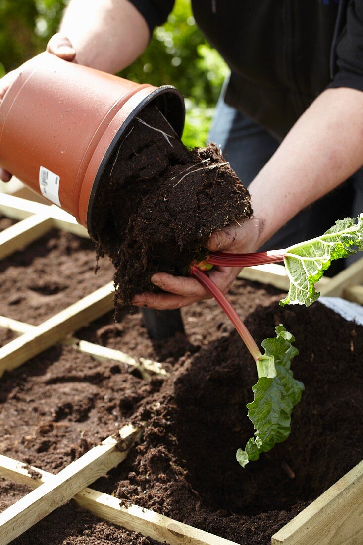 Gardening - seedlings being replanted