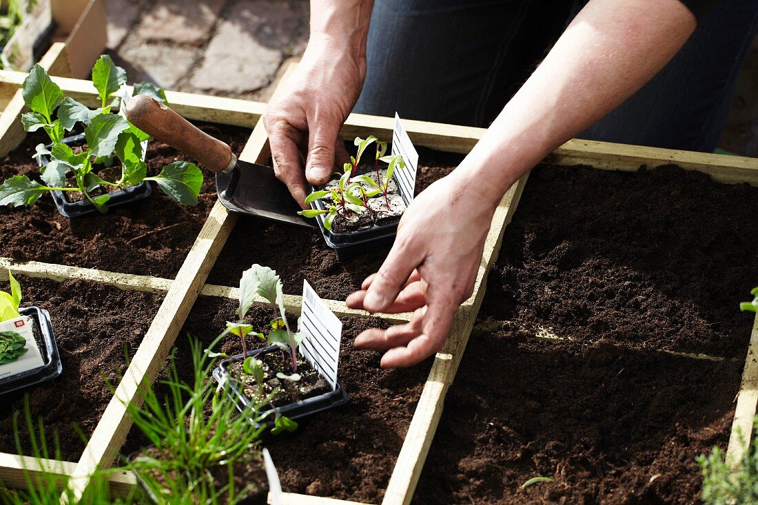 Gartenarbeit - Setzlinge im Holzkasten