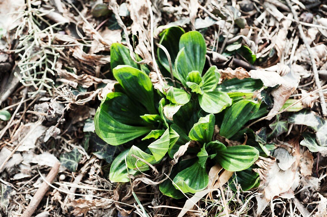 Young greater plantain (plantago major)