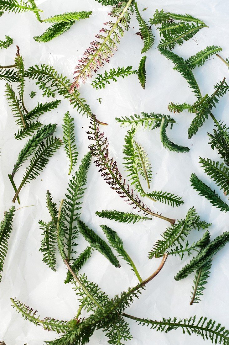 Schafgarbe (Achillea millefolium)