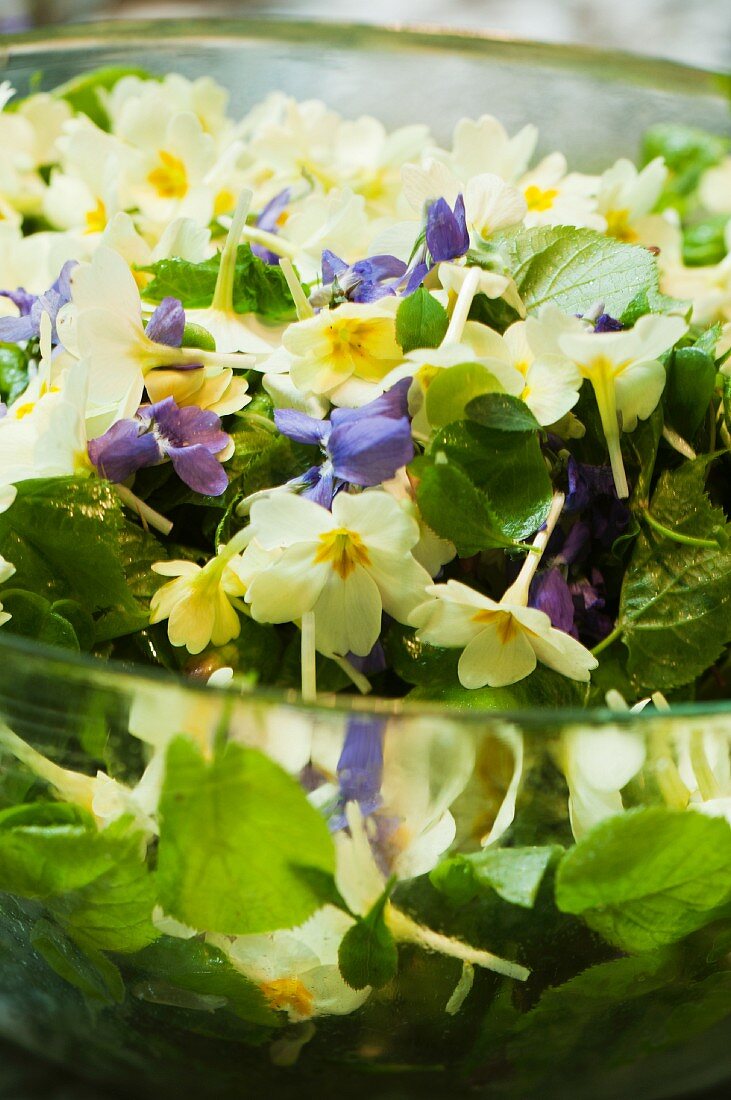 Zarter Frühlingssalat mit Blüten und Lindenblättern