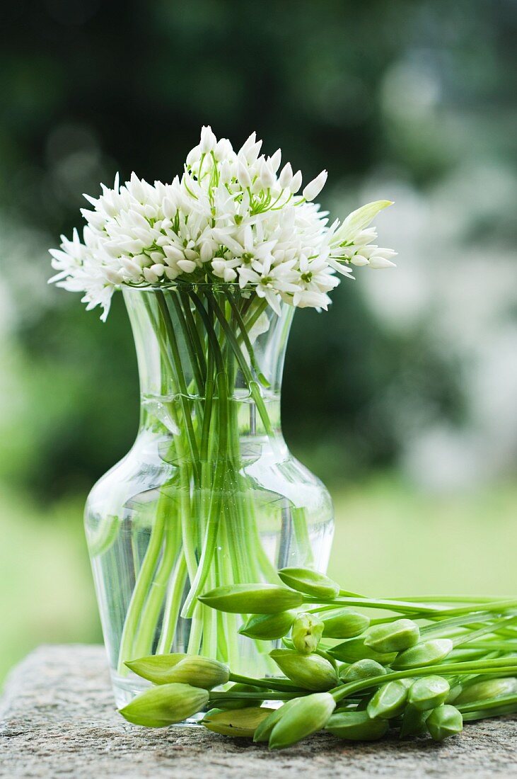 Bärlauchstengel mit Knospen und Blüten in Vase