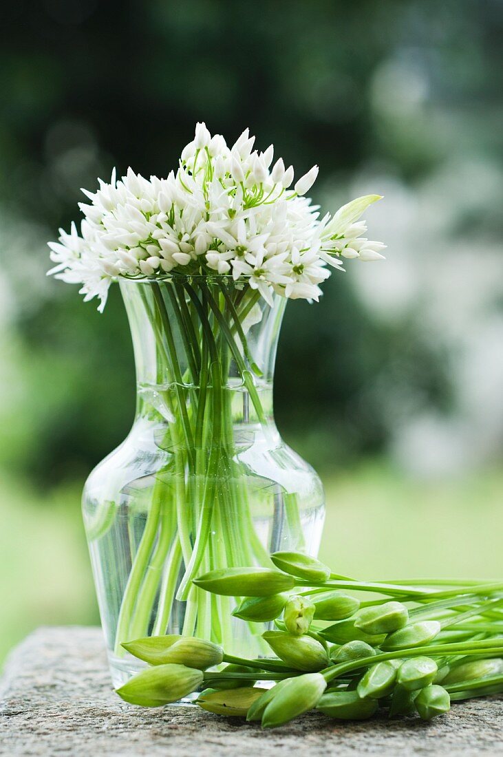 Ramsons with buds and flowers in a vase