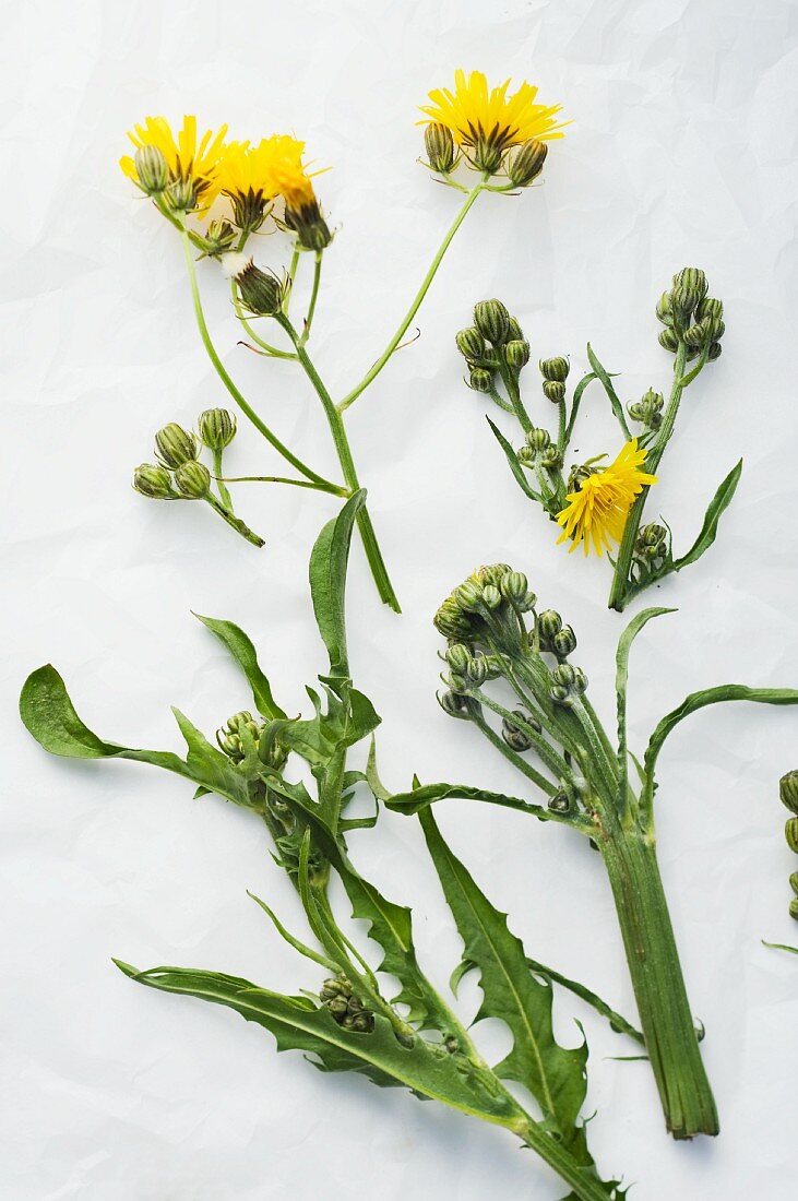 Smooth hawksbeard and rough hawksbeard