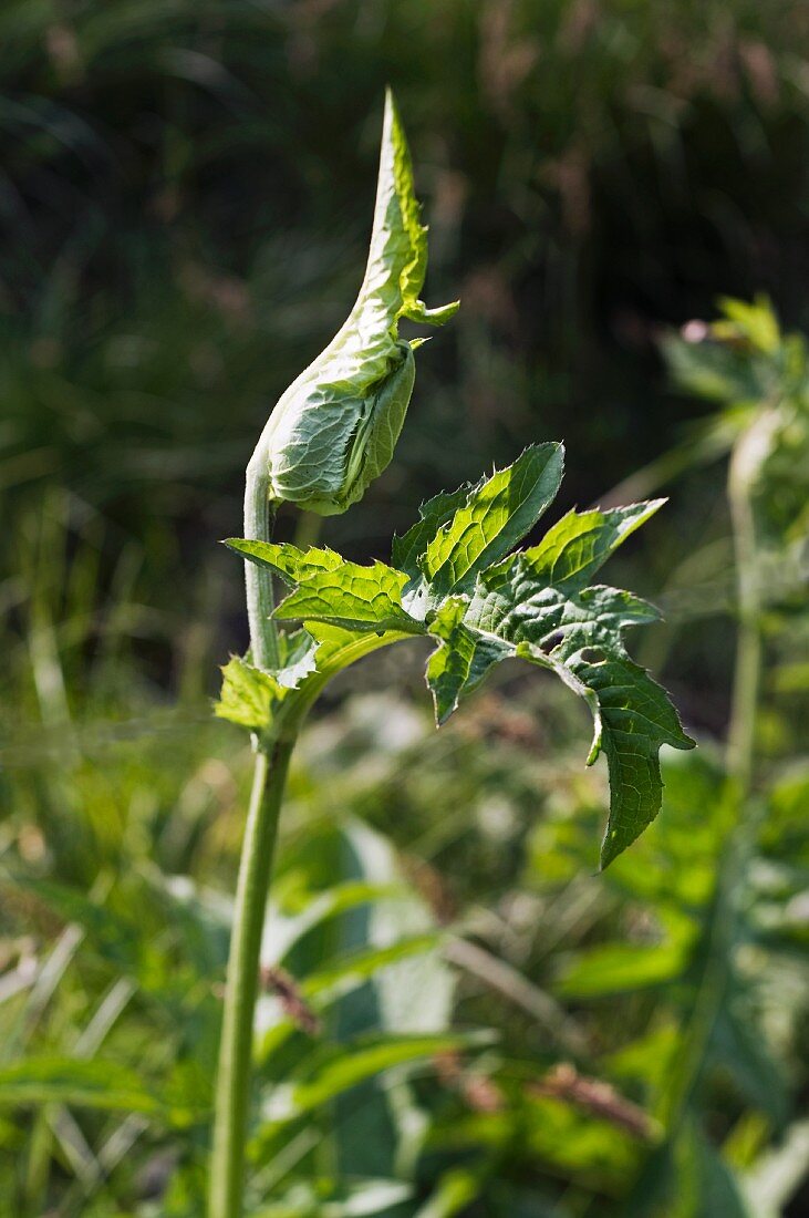 Cabbage thistle (Cirsium oleraceum)