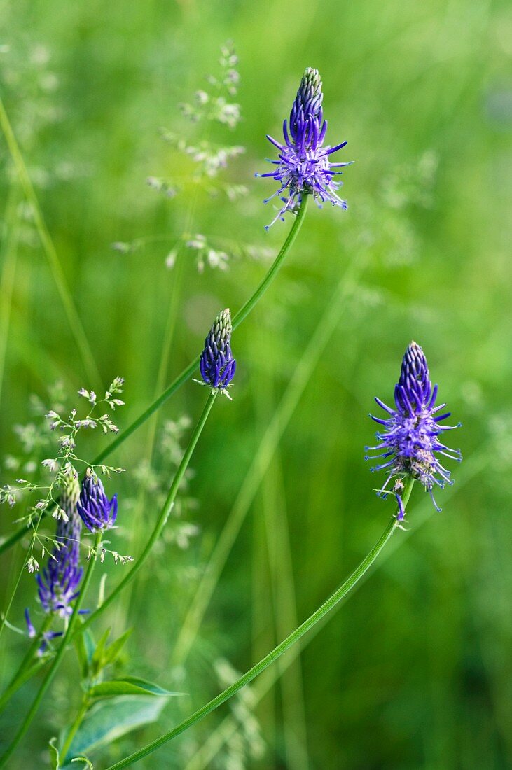 Flowering betony-leaved rampion