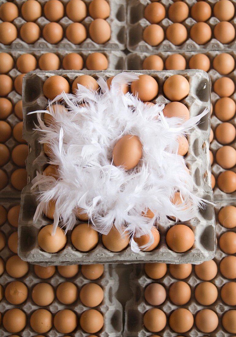 Viele Eierkartons und weiße Hühnerfedern