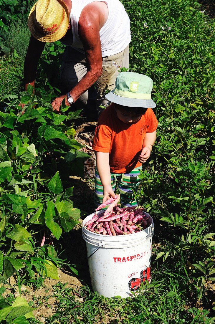 An older man and a little boy harvesting borlotti beans in a field