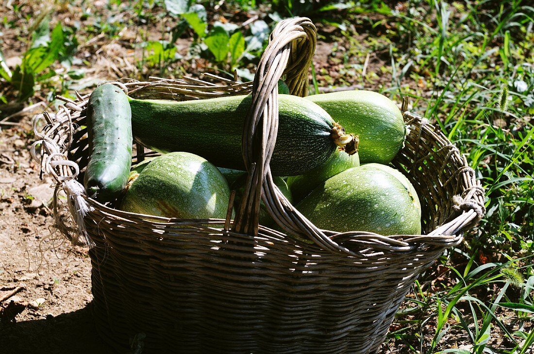 Frisch gepflückte Zucchini im Korb auf Feld