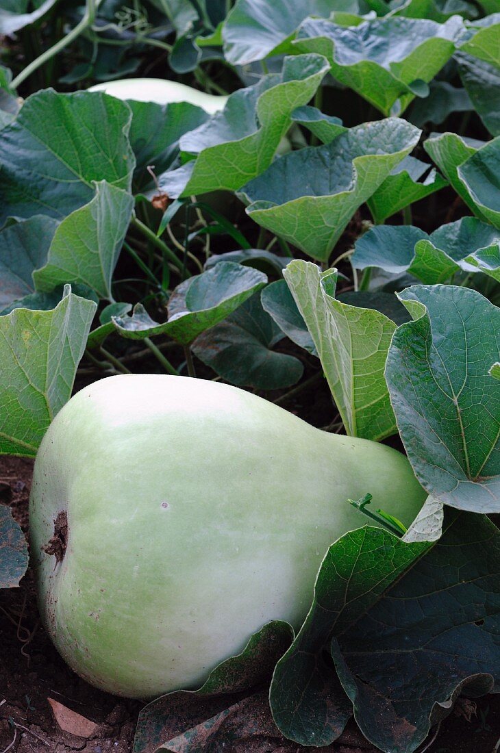 A green squash in a field