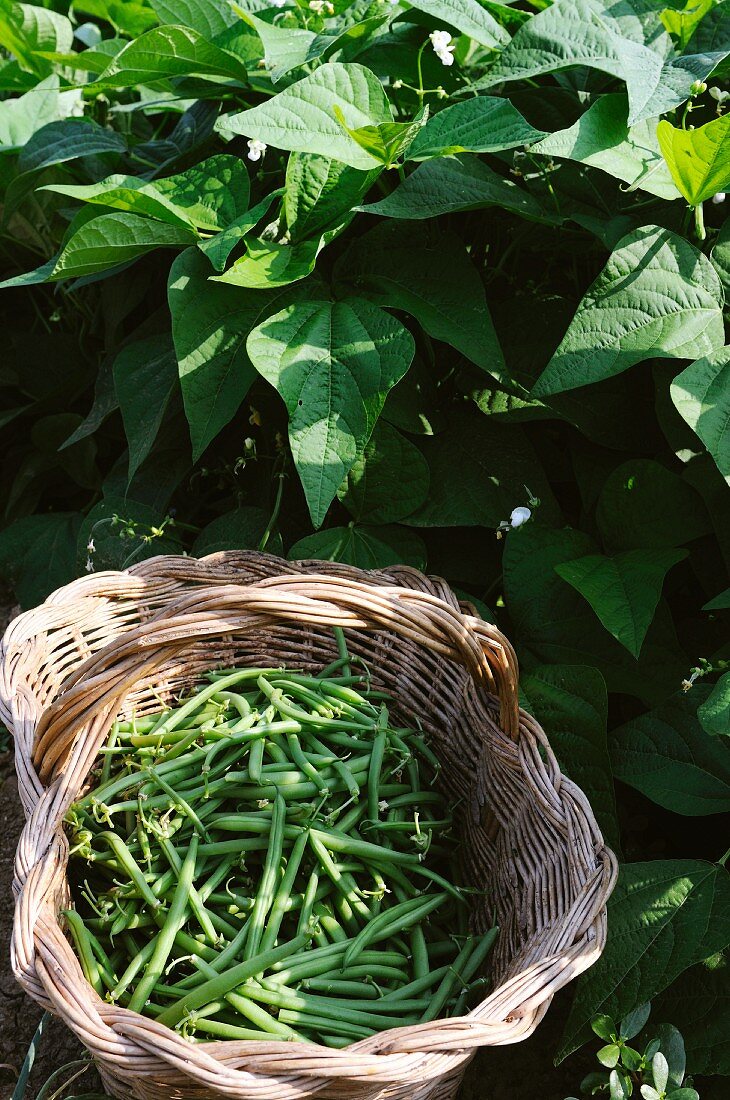 A basket of freshly harvested green beans