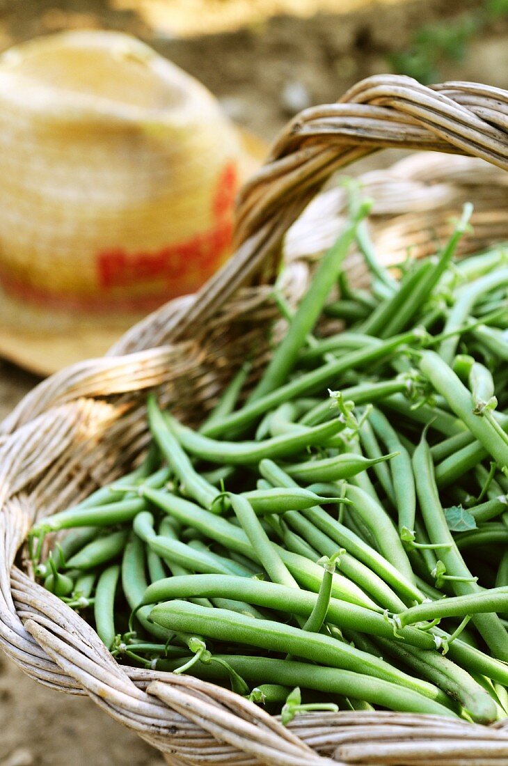 A basket of freshly harvested green beans