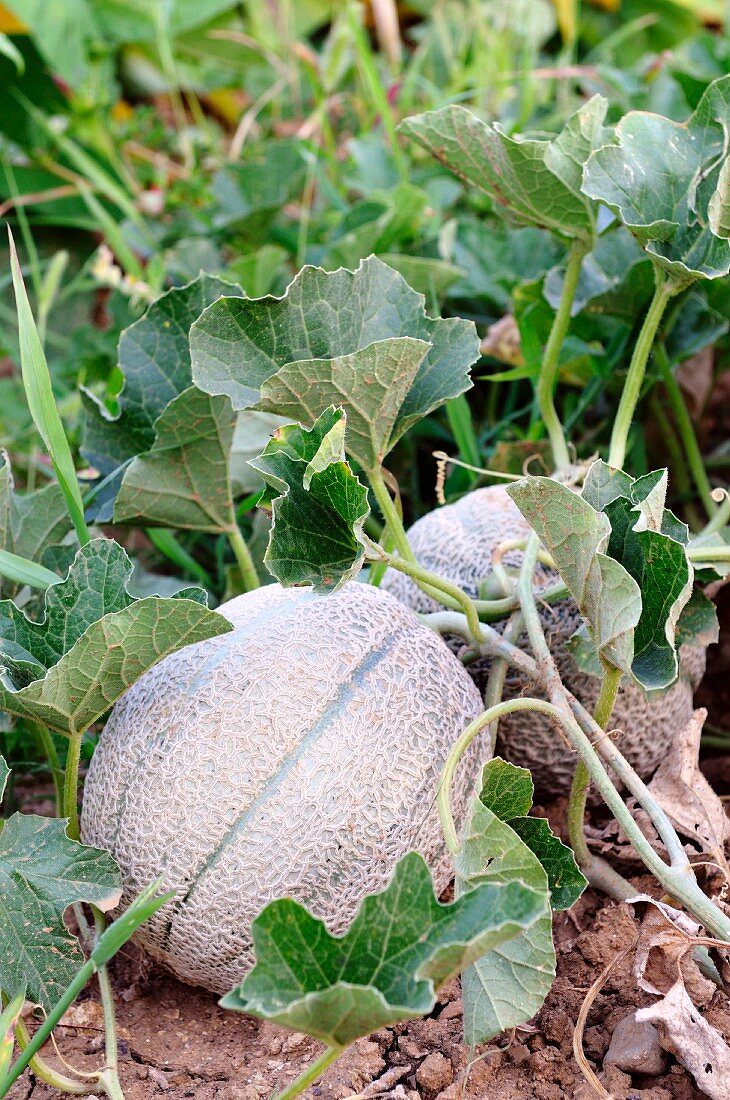 Cantaloupe melons in a field