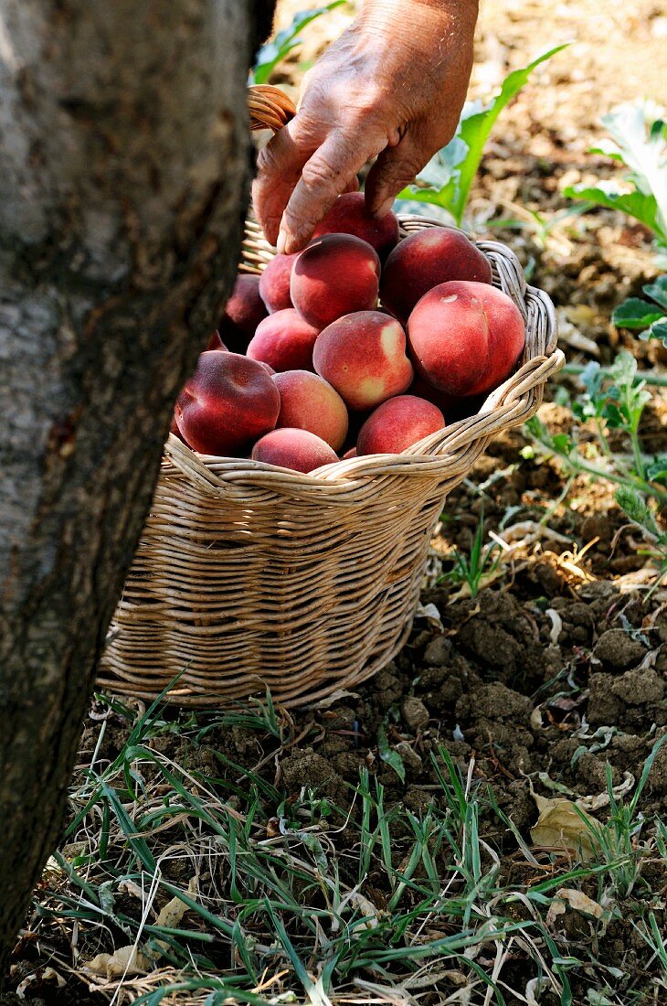 Frisch gepflückte Pfirsiche in Korb unter Baum