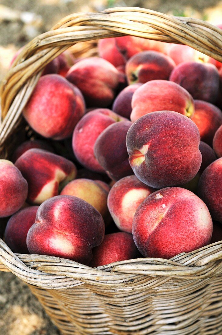 A basket of freshly picked peaches