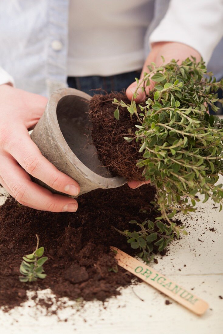 Oregano being repotted