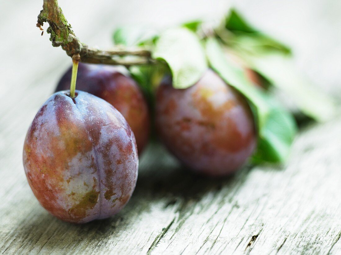 Plums on the branch