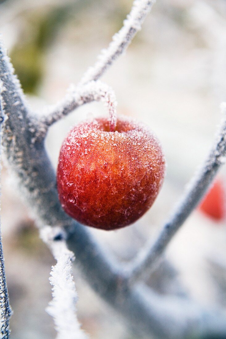 A frozen apple on a tree