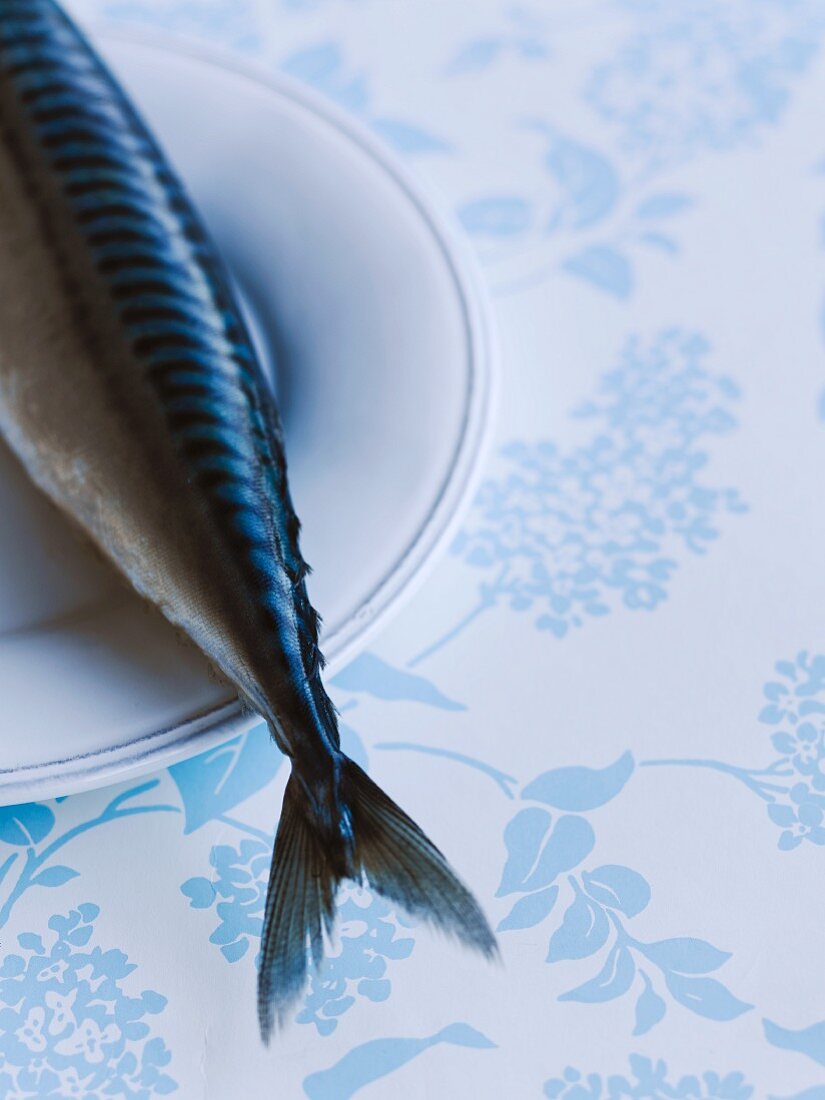 A mackerel on a plate