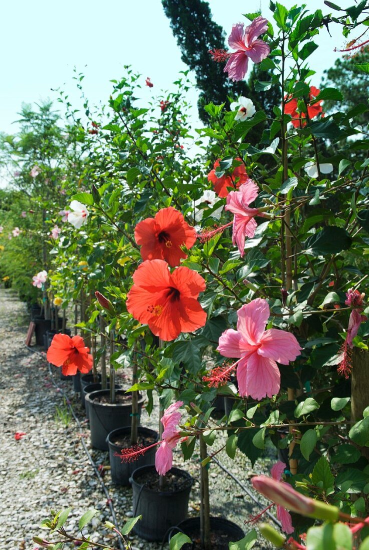 Hibiskusbäumchen in einer Gärtnerei