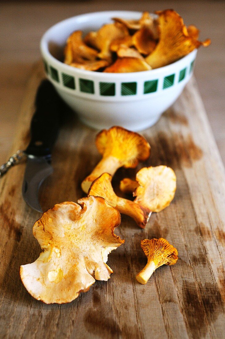 Fresh chanterelle mushrooms