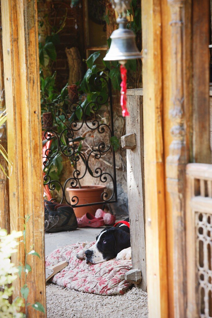 View of dog on terrace floor through doorway