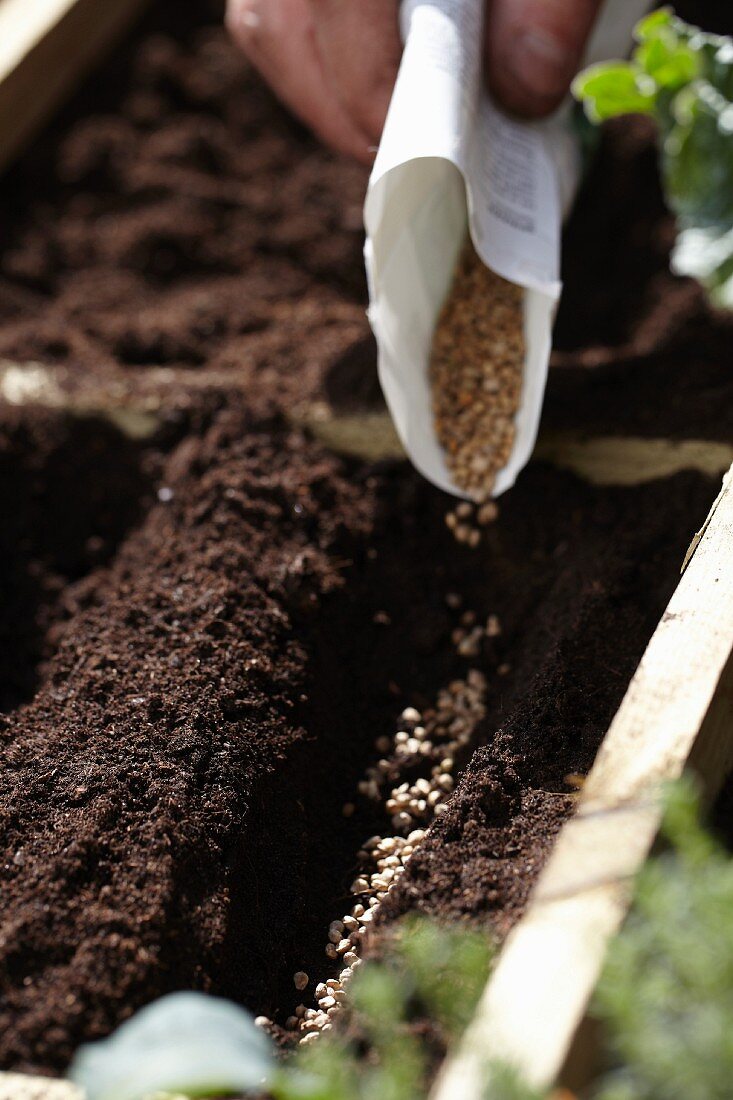 Sowing spinach seeds