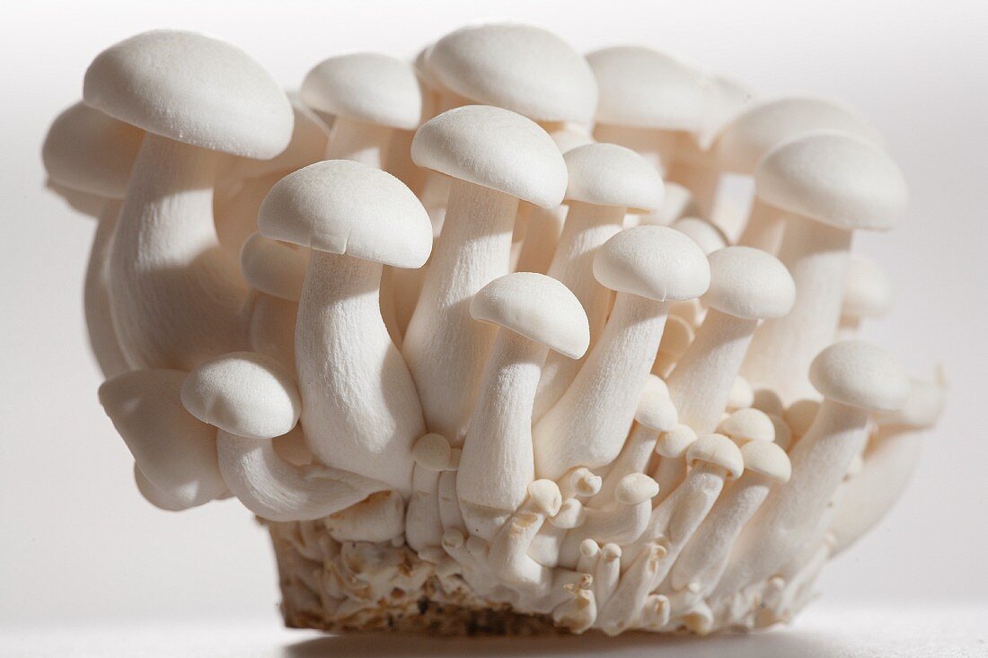 White beech mushrooms (Buna-Shimeji mushrooms, Japan)