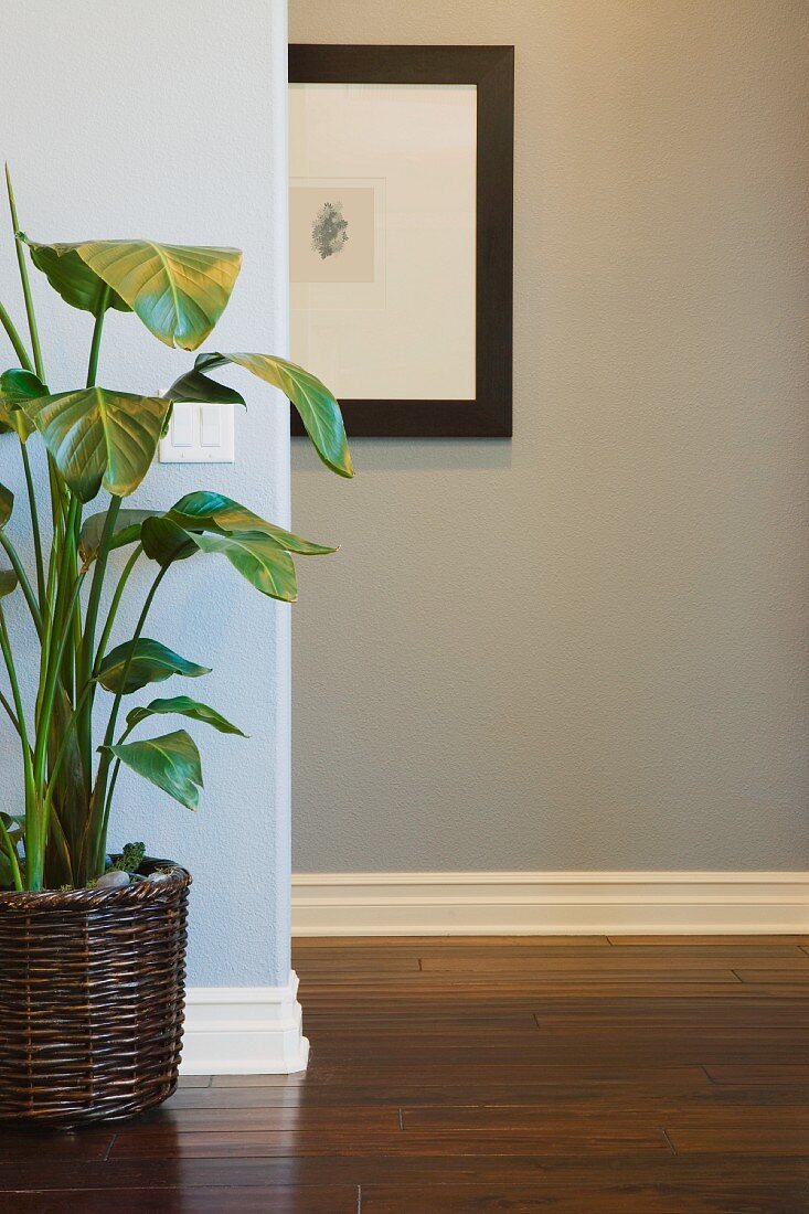 Hallway Detail with Plant and Picture