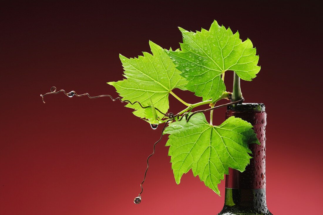 Vine leaves in a wine bottle