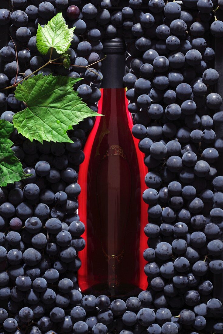 A bottle of red wine surrounded by red wine grapes