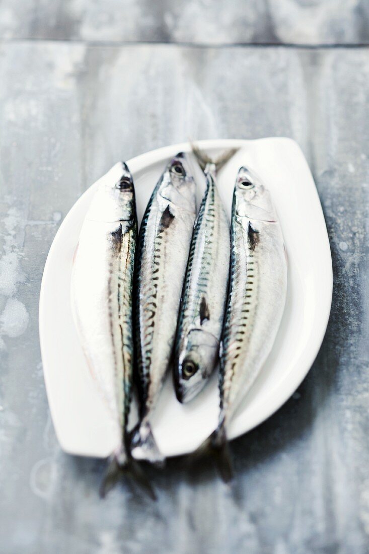 Four mackerel on a plate