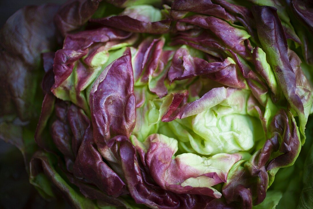 A lettuce (close-up)