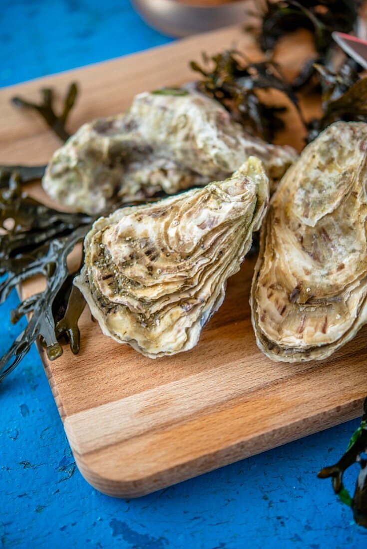 Fresh oysters with seaweed on a chopping board