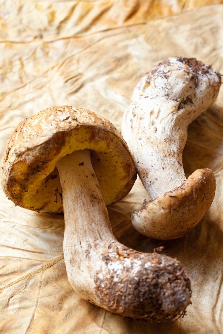 Steinpilze auf trockenem Blatt