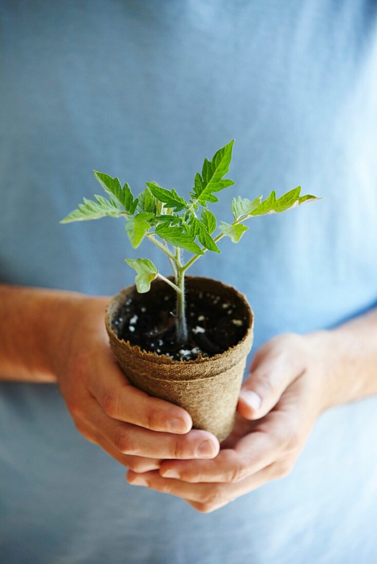 A mini tomato plant in a compostable pot