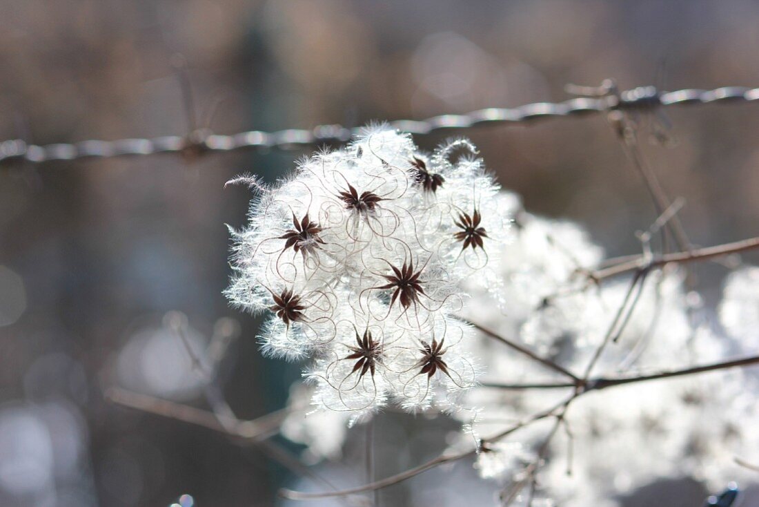 Clematis seed heads