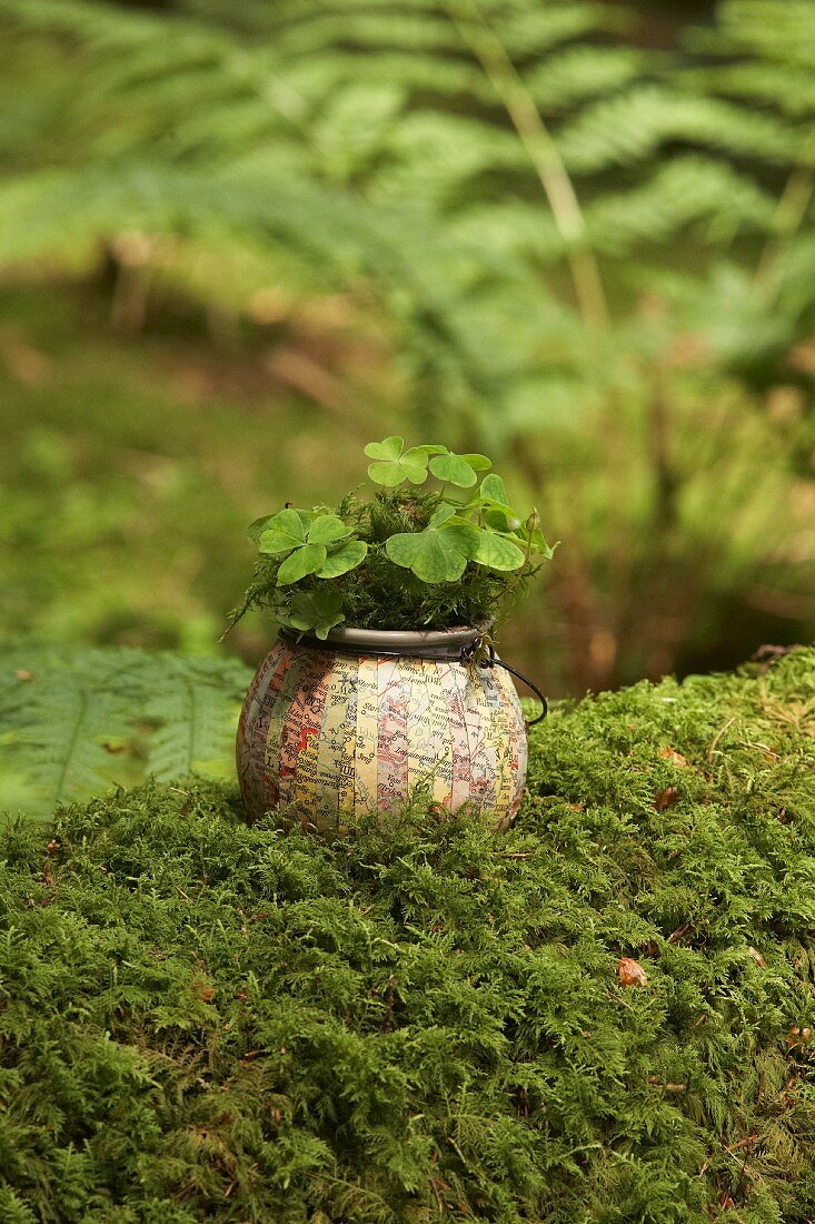 Wood sorrel planted in old vase covered with map