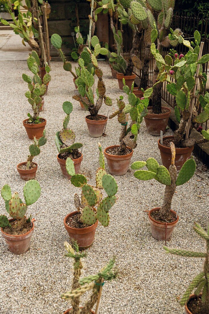 Opuntien im ältesten botanischen Garten der Welt, Padua, Italien