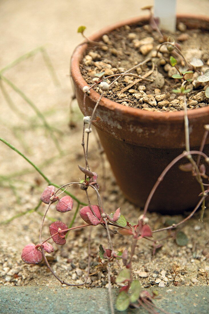 Leuchterblumen (Ceropegia) im Blumentopf