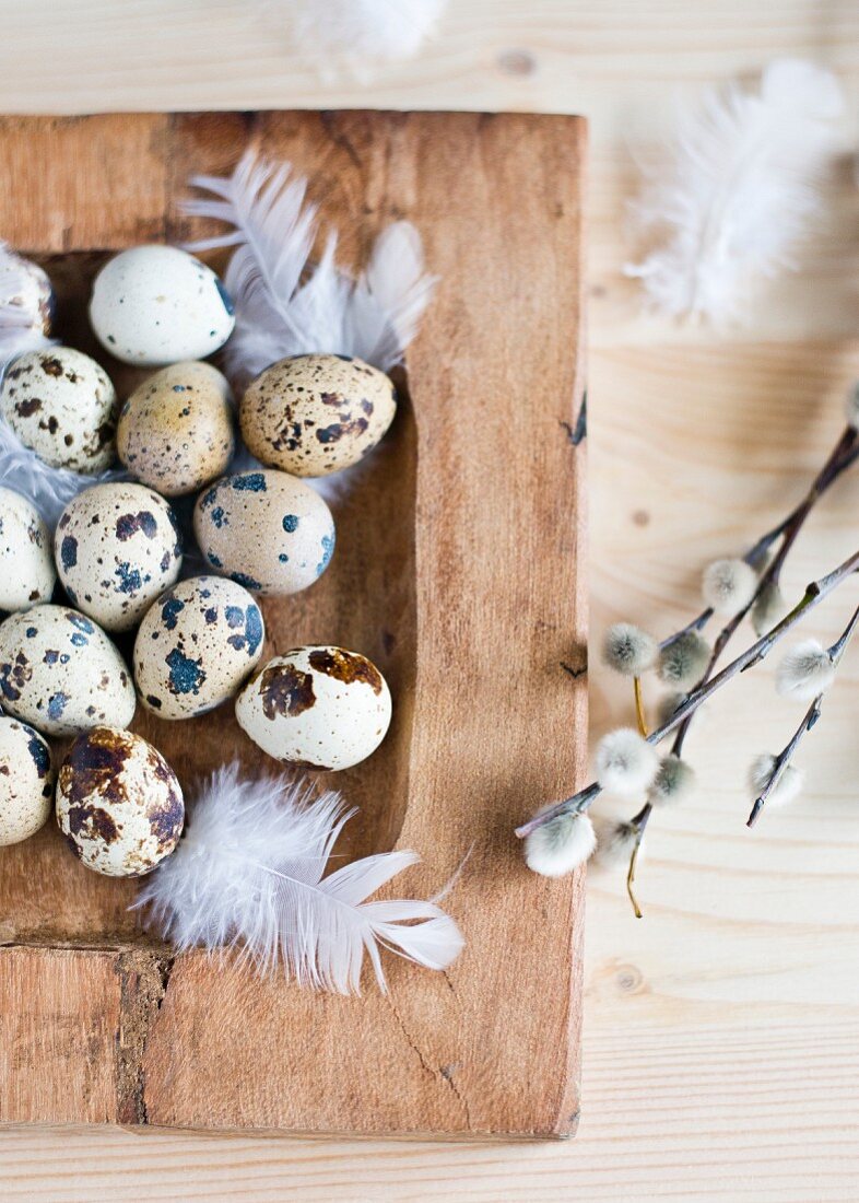 Quail's eggs in a wooden dish with feathers