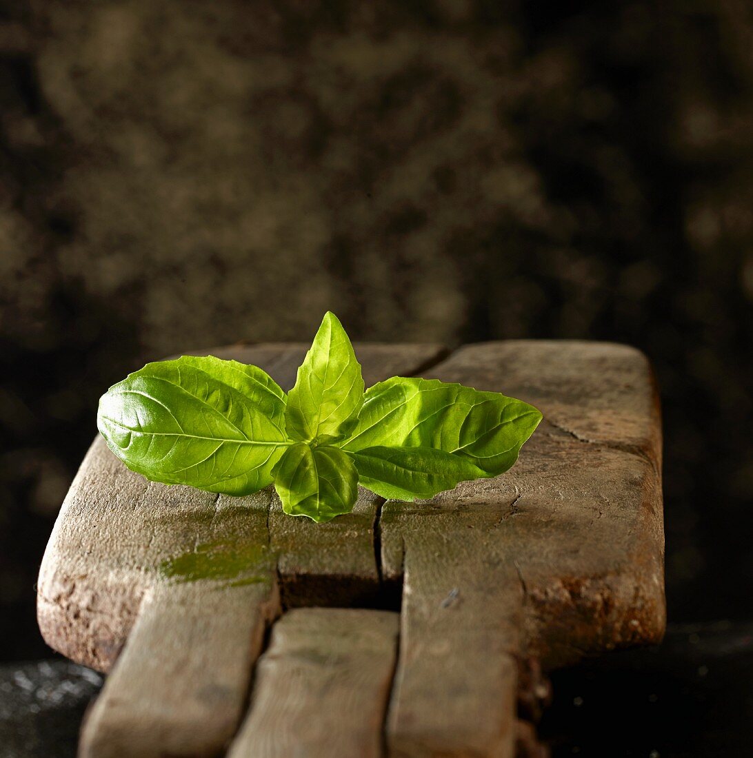 Fresh basil on a wooden board