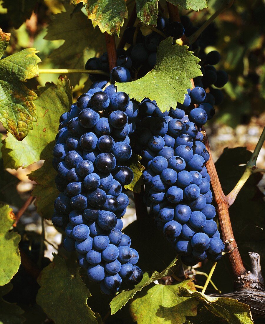 Syrah-Trauben (Shiraz) in Tain-l'Hermitage, Rhonetal, France